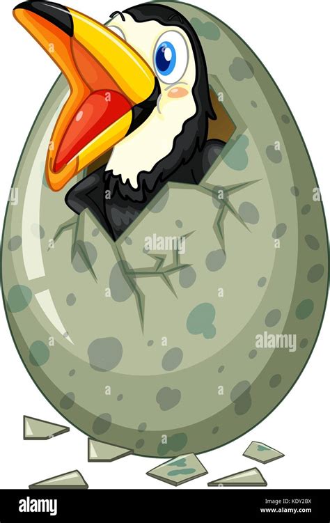 Toucan bird hatching egg illustration Stock Vector Image & Art - Alamy