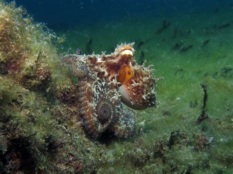 Common Octopus Camouflage