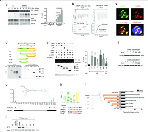 Binding Of Lncly6c With Cebpβ A Rip Analyses Of Lncly6c In Bmdms