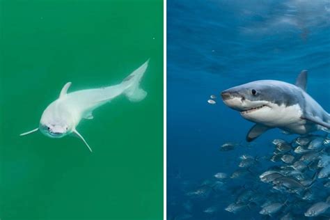 A Rare Sight Newborn Great White Shark Spotted Off The Coast Of California