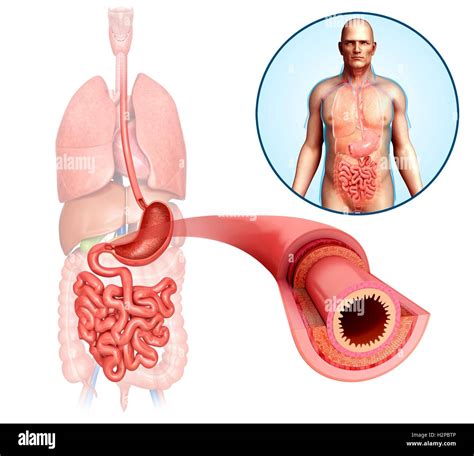 Illustration Of Male Small Intestine Anatomical Layers Stock Photo Alamy