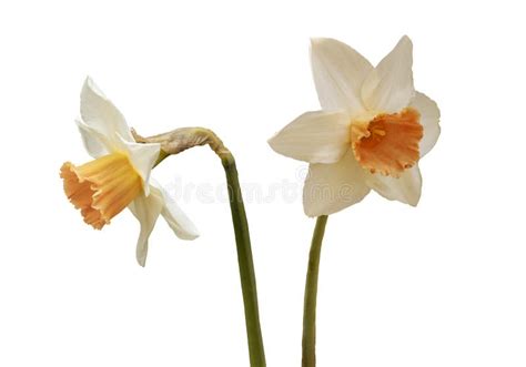 Yellow Daffodil - Isolated on White Background Stock Photo - Image of ...