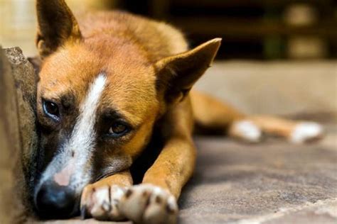 Dove Adottare Un Cane In Sicilia La Guida