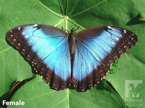 Blue Morpho Exhibits