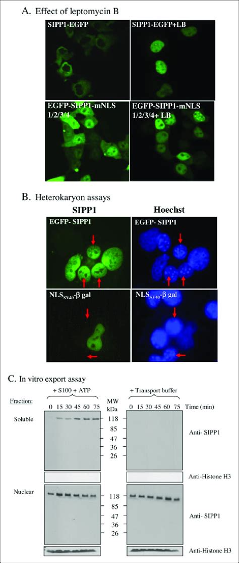 Sipp Shuttles Between The Nucleus And The Cytoplasm A H After