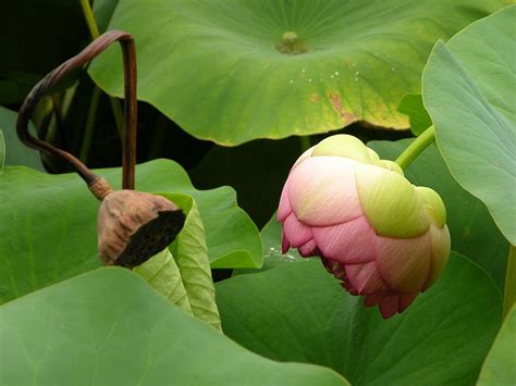 Nelumbo Nucifera El Loto De La India La Rosa Del Nilo Plantas Y Jard N