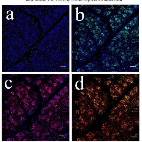 Figure 6 From Regenerative Capacity Of Atrophic Submandibular Gland By