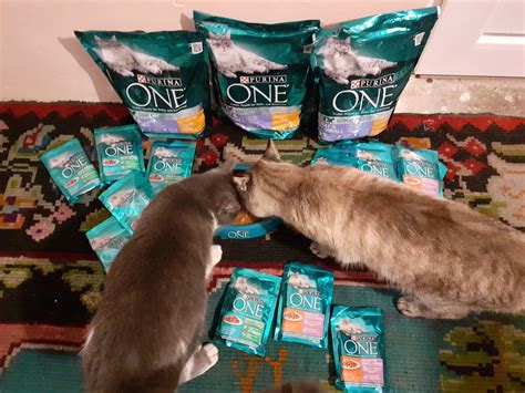 Day by day: PURINA ONE® BIFENSIS - pentru pisicuță sănătoase și frumoase