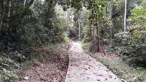 Sungai Udang Recreational Forest