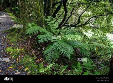 Bell Bird Loop Track Hi Res Stock Photography And Images Alamy