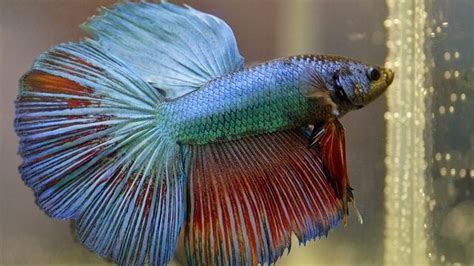 Healthy Betta Fish Vs Unhealthy Know The Key Differences Fishkeeping