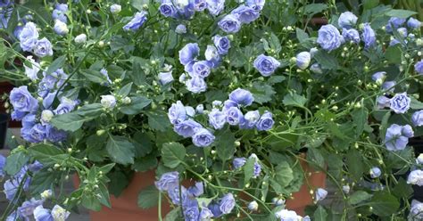 Campanula Haylodgensis Blue Bali Pflanze Pflege Tipps Floragard