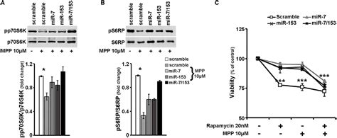 Frontiers Mir And Mir Protect Neurons Against Mpp Induced Cell