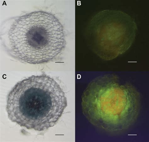 Confocal And Light Microscopy Medicago Truncatula Root Cross Sections