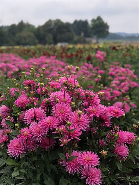 Fields of Dahlias in Swan Island - Discover Mt. Hood