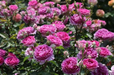 Роза аои (66 фото)