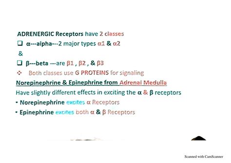 Solution Autonomic Nervous System Physiology Studypool