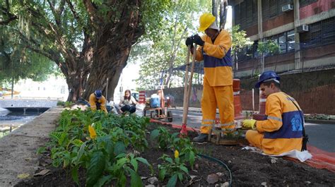 Jardins de flores para receber água da chuva são plantados às margens