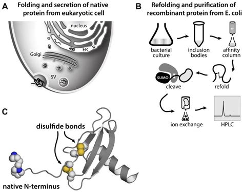 Recombinant Chemokine Production Reproduces The Natively Folded