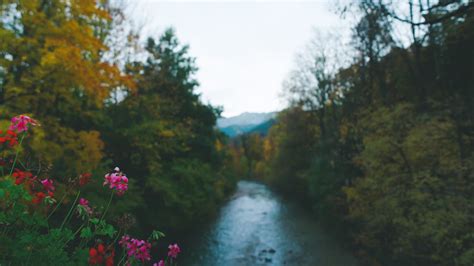 Premium Stock Video Calming Shot Of A Group Of Red Flowers In Focus