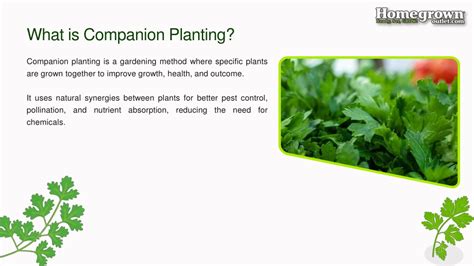 Ppt Best Cilantro Companion Plants Powerpoint Presentation Free