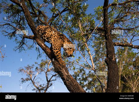 Jaguar Climbing Up A Tree