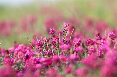 HD wallpaper: flowers, the steppe, background, color | Wallpaper Flare