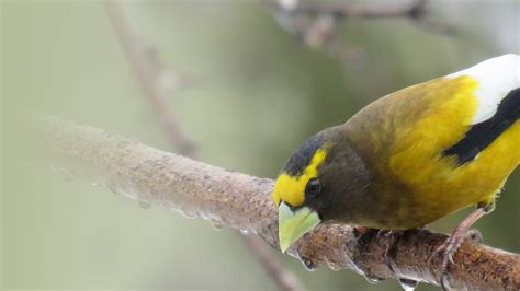 Frontpage - FINCH RESEARCH NETWORK
