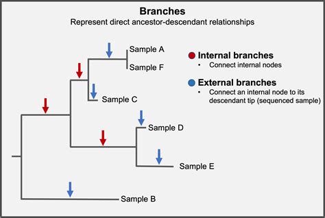 Genomic Epi Basics Practice Reading Phylogenetic Trees CZ GEN EPI