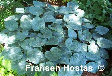 Hosta Hadspen Blue Fransen Hostas