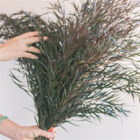 Agonis Greenery Diy Wedding Flowers Flower Moxie