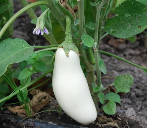 Casper Heirloom Eggplant Solanum Melongena Seeds