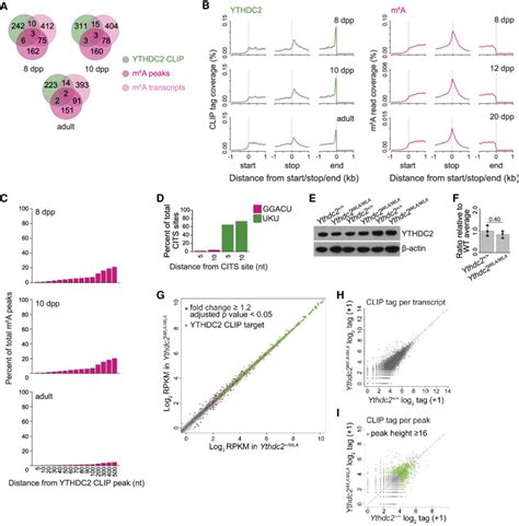 Ythdc Binds Distinct Transcripts At Distinct Positions Relative To The