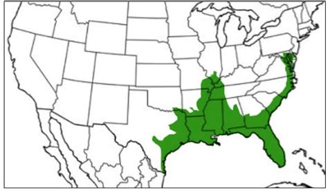 Types Of Tree Frogs Found In Arkansas Id Guide Bird Watching Hq