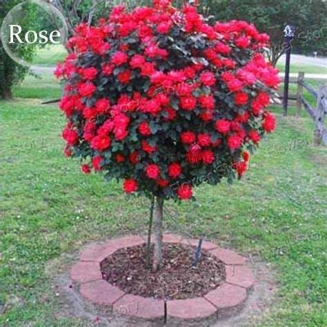 US$ 0.72 - Heirloom Big Blooming Fresh Red Rose Tree for Landscape, 50 seeds, light fragrant ...