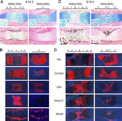 Delayed Hypertrophy And Terminal Differentiation Of 3na Chondrocytes