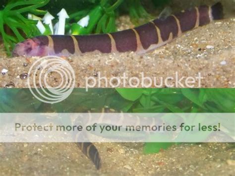 Types Of Striped Kuhli Loach? - 40476