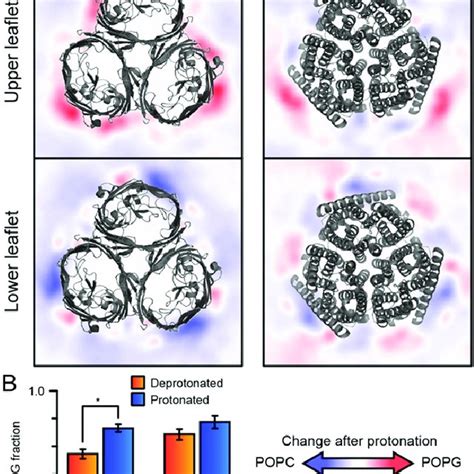 Coarse Grained Molecular Dynamics Simulations Of Amtb And Ompf In Mixed