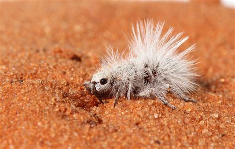 Thistledown Velvet Ant
