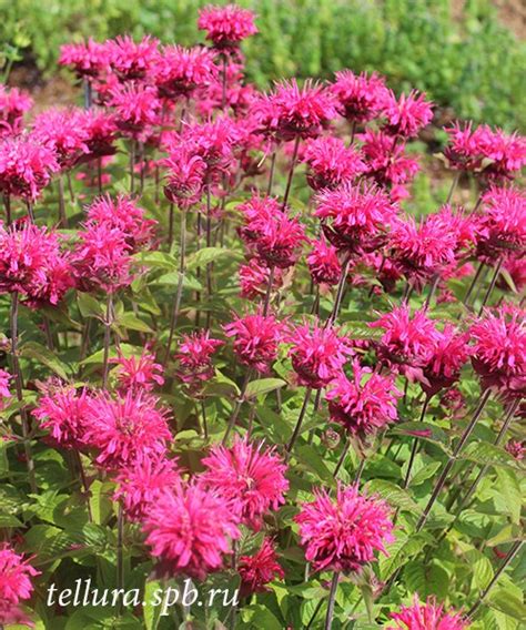 Monarda didyma 'Pink Lace' - GARDENIDEA