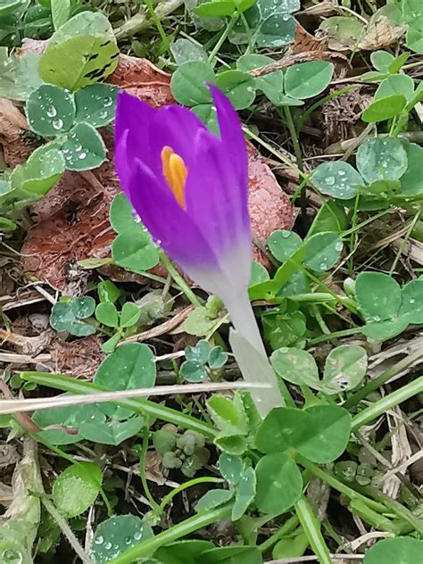 Einsamer Elfenkrokus Am Wegrand Elfen Krokus Crocus Tomma Flickr