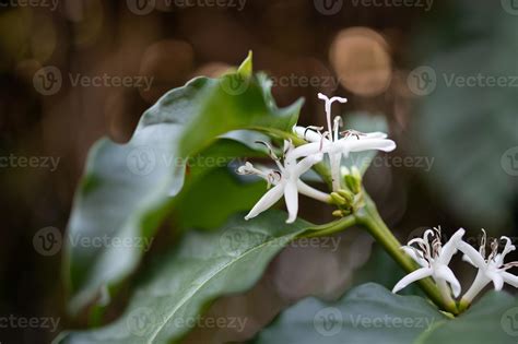 White flower in coffee tree close up 12903234 Stock Photo at Vecteezy