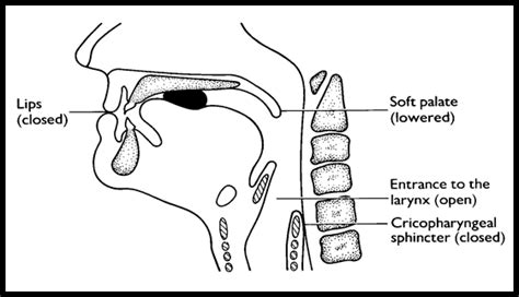 Stages Of Swallowing Diagram Five Things To Know About Swall