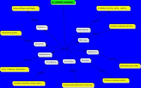 Cuadros Sin Pticos Sobre El Cuerpo Humano Cuadro Comparativo