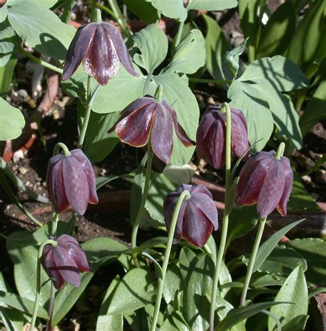 Fritillaria Davisii North American Rock Garden Society