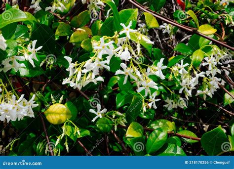 Chinese Star Jasmine Flowers Trachelospermum Jasminoides In Bloom Stock