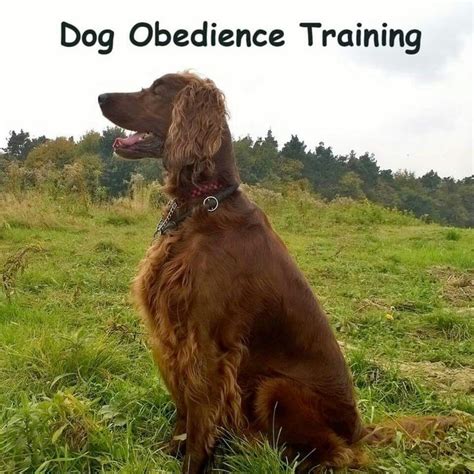 Dog Obedience Training | Dog training obedience, Dog obedience, Dogs