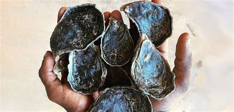 Tropical Oysters Time To Shine Hakai Magazine