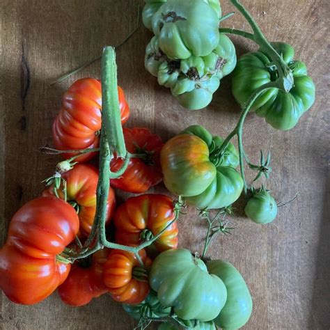 Astuces Pour Avoir Moins De Tomates Vertes En Fin De Saison Le