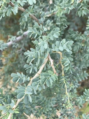 Black Thorn Senegalia Mellifera · Inaturalist